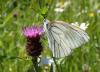 Aporia crataegi